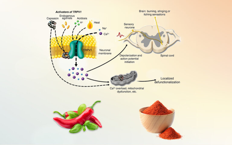 Chili Power : How Capsaicin Eases Pain Naturally | Indo British ...